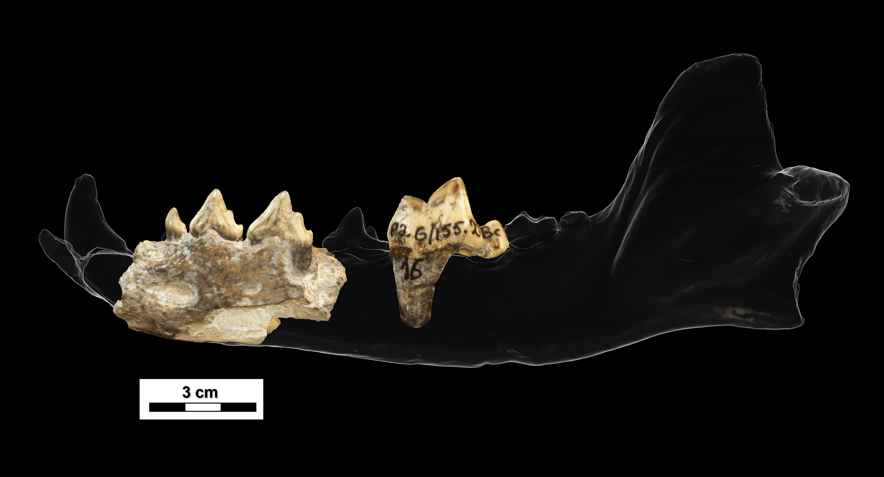 Fragmentos fosilizados del perro de Dmanisi