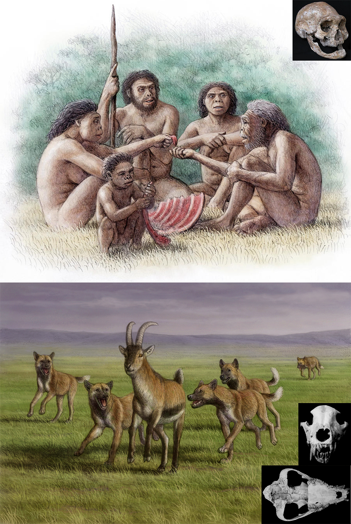 Arriba, recreación de una escena basada en un hallazgo paleontológicos: un grupo de 'Homo erectus' en el que uno de los individuos ha perdido todos sus dientes y necesita ayuda del grupo para sobrevivir; abajo, dos perros eurásicos cazando una cabra de la especie 'Hemitragus albus'