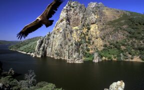 España logra la medalla de oro en biodiversidad europea, con más de 85.000 especies